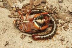 Cormocephalus