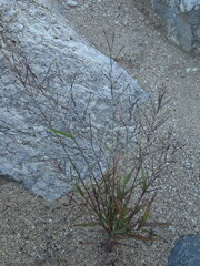 Leptochloa panicea