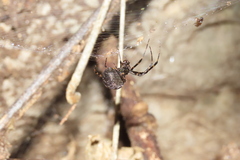 Azilia affinis