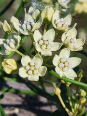 Funastrum