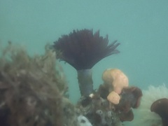 Eudistylia polymorpha