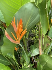 Heliconia psittacorum