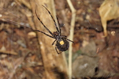 Azilia affinis