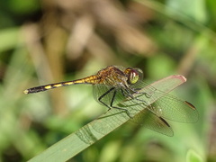 Erythrodiplax nigricans