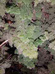 Trichocolea mollissima