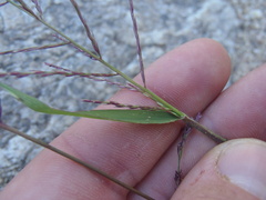 Leptochloa panicea