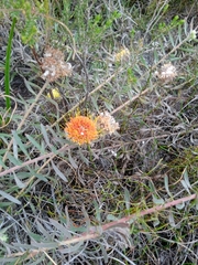 Leucospermum prostratum