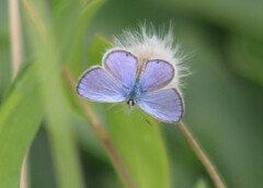 Hemiargus ceraunus