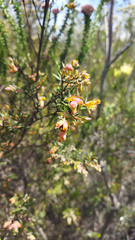 Penaea acutifolia