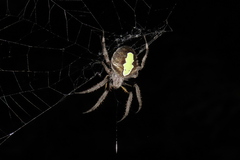 Eriophora ravilla