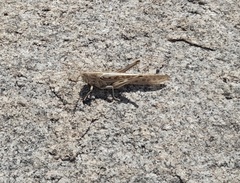 Schistocerca gregaria flaviventris