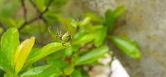 Araneus lathyrinus