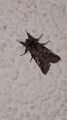 Diloba caeruleocephala