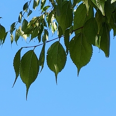Celtis australis