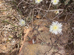 Drosanthemum calycinum