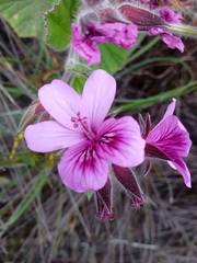 Pelargonium cucullatum