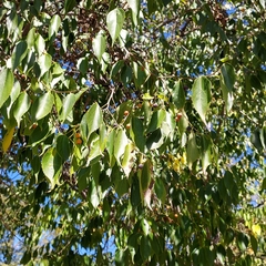 Celtis australis