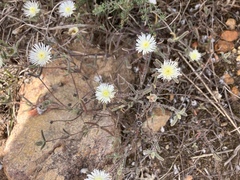Drosanthemum calycinum