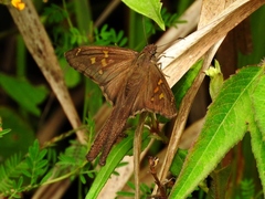 Chioides