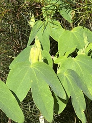 Passiflora subpeltata