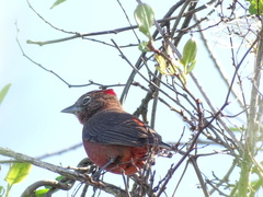 Coryphospingus cucullatus