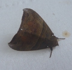 Ophisma