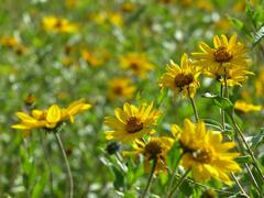 Aldama helianthoides