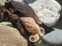 Agnewia tritoniformis