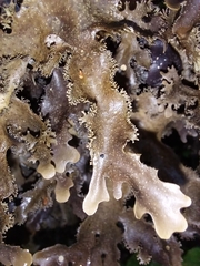 Pseudocyphellaria dissimilis
