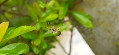 Araneus lathyrinus