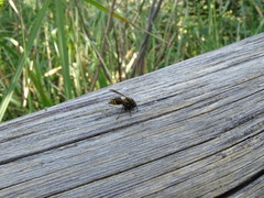 Brachygastra lecheguana