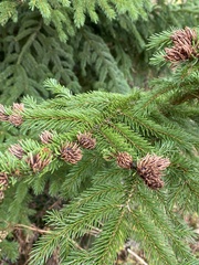 Picea rubens
