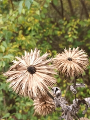 Echinops exaltatus
