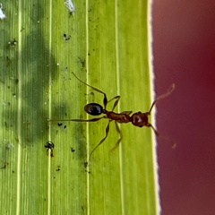 Pheidole fallax