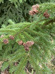 Picea rubens