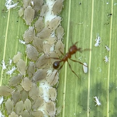 Pheidole fallax