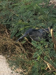 Butorides striata sundevalli