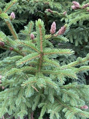 Picea rubens