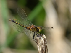 Erythrodiplax nigricans