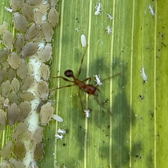 Pheidole fallax