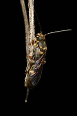 Lasioglossum peraustrale