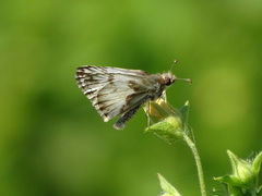 Heliopetes omrina
