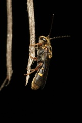 Lasioglossum peraustrale