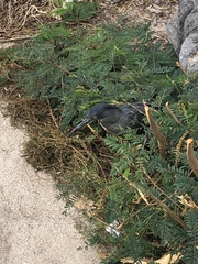 Butorides striata sundevalli