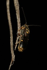 Lasioglossum peraustrale