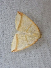 Microxydia orsitaria