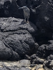 Butorides striata sundevalli