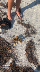 Sargassum fluitans
