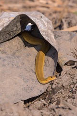 Wagler's Snake photo 3