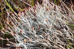 Syncarpha gnaphaloides